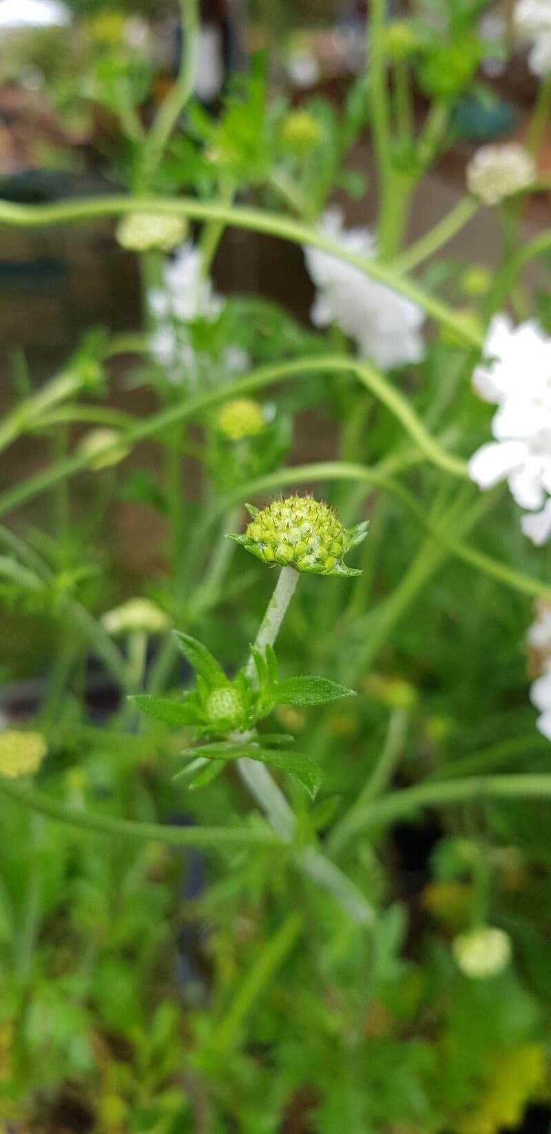Vedovina selvatica 26