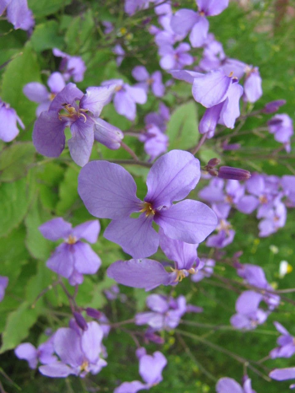 Violaröschen 3