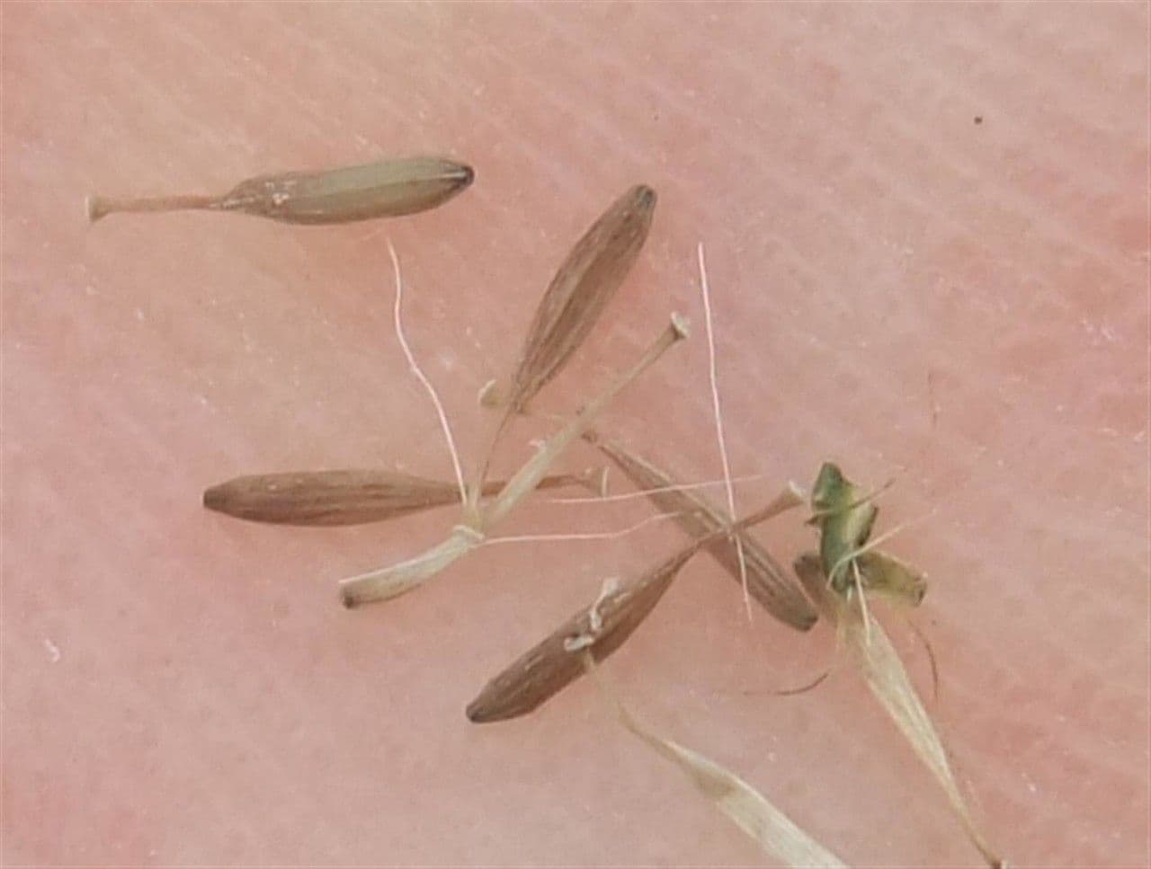 Radicchiella setolosa 4