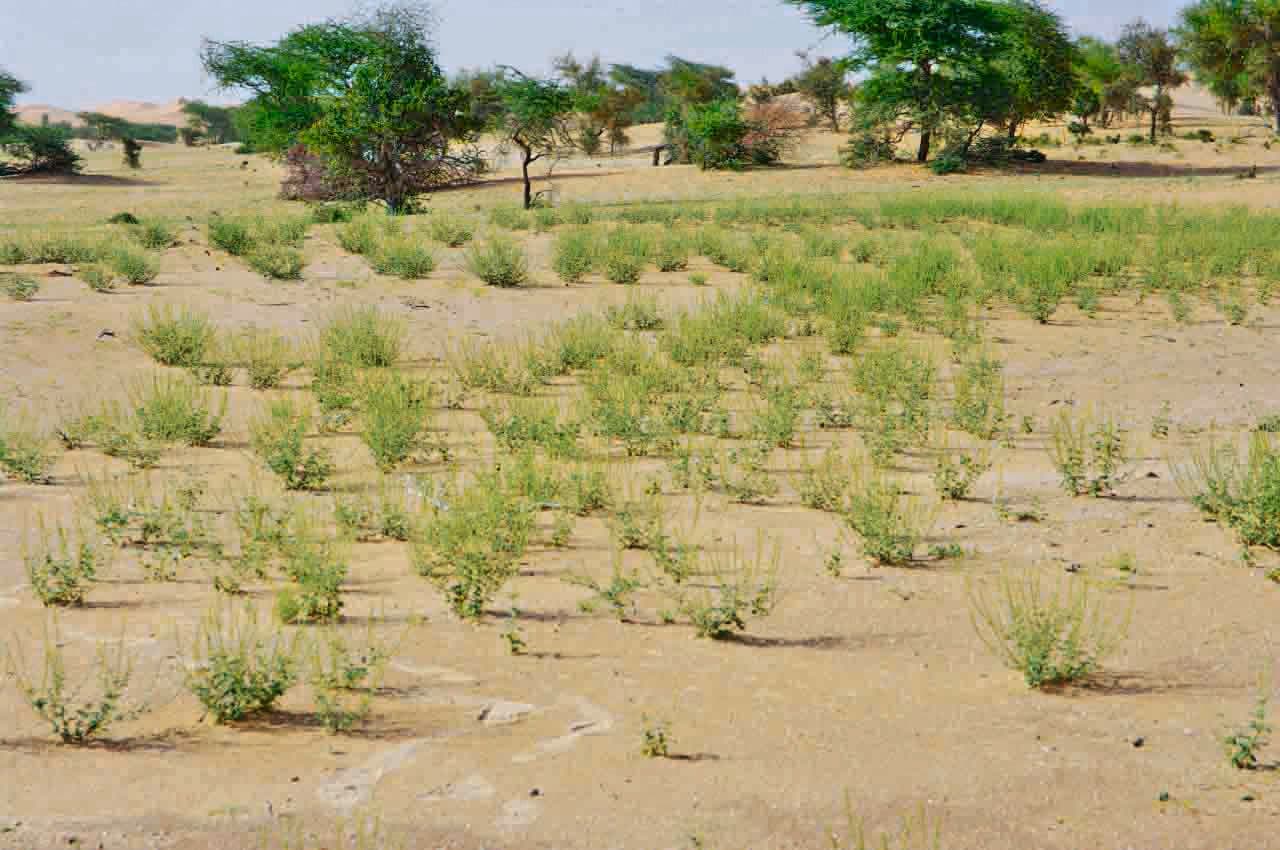 Chasmanthium 8
