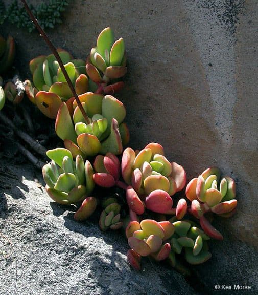 Sedum dell'Oregon 8