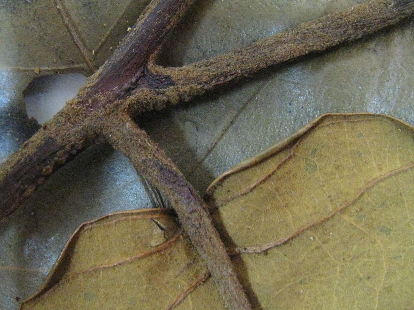 Virola sebifera 24