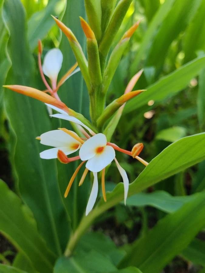 Hedychium 5
