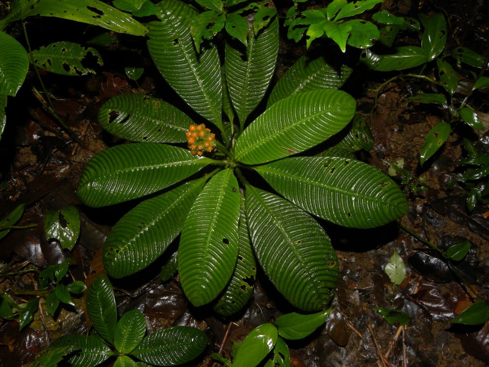 Polyphlebia 4