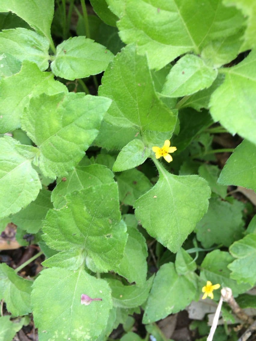 Calyptocarpus vialis 13