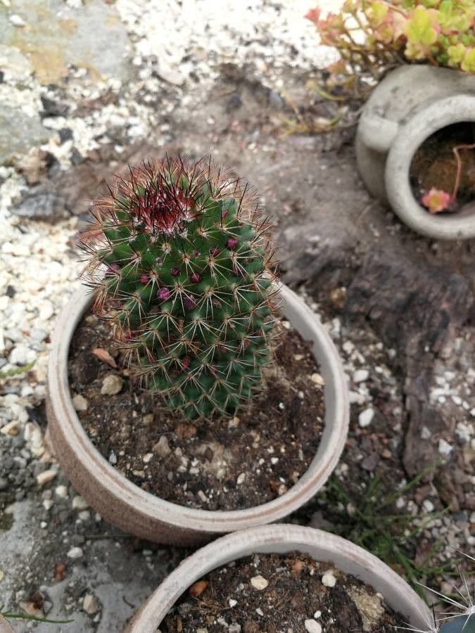 Cactus coussin de Backeberg 10