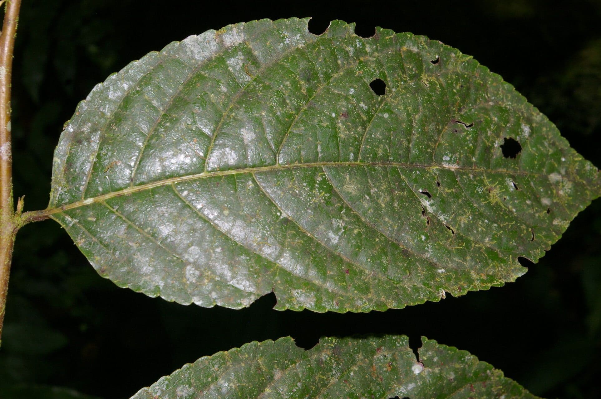 Perrottetia 3