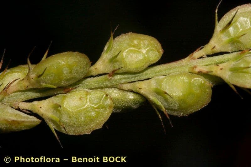 Serradella 2