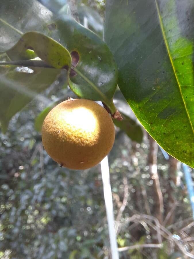 Pouteria