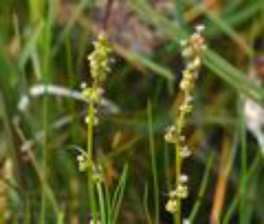 Giuncastrello palustre 26