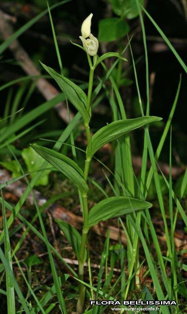 Cefalantera pallida 23
