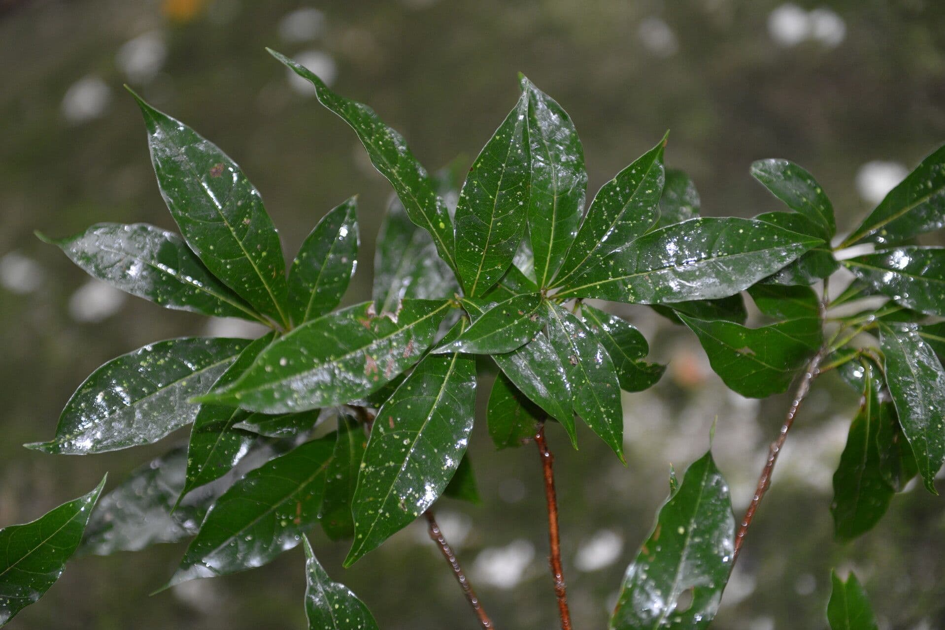 Meliosma 12