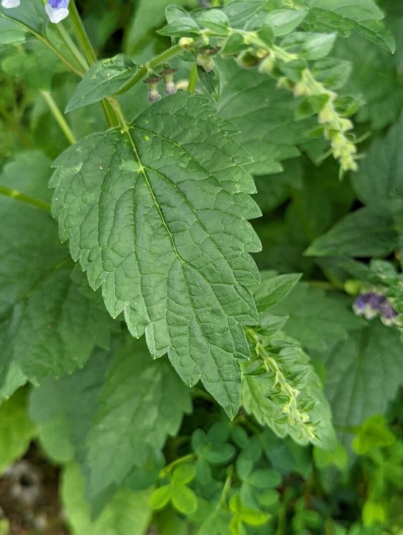 Scutellaria altissima 18