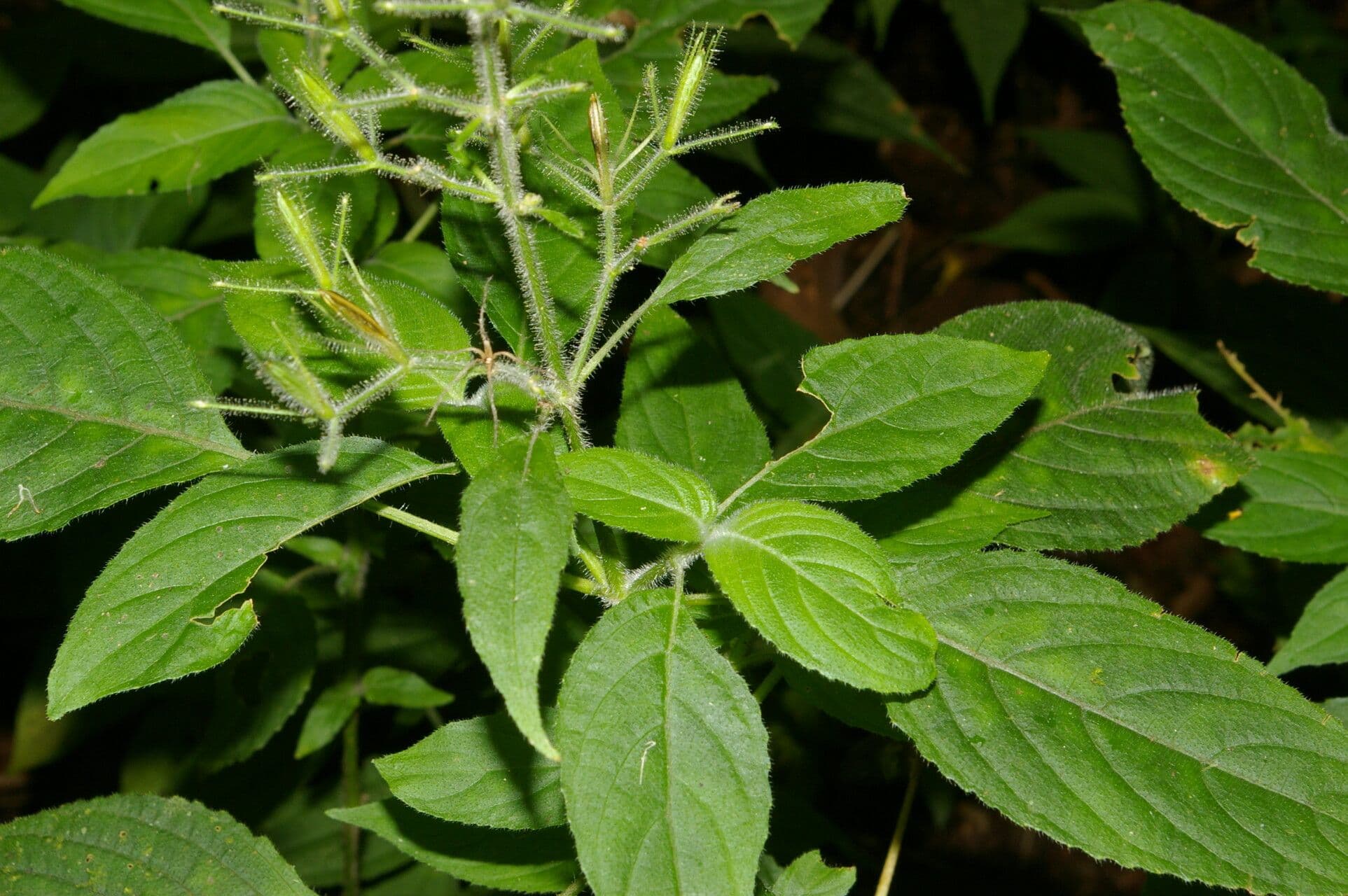 Ruellia 2
