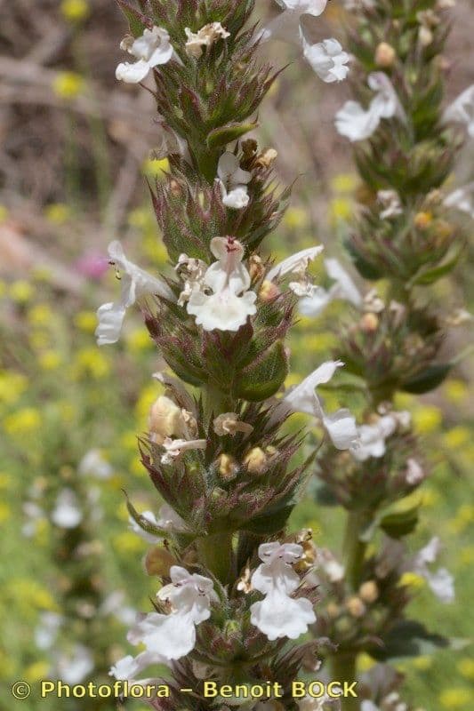 Menta gatuna 13