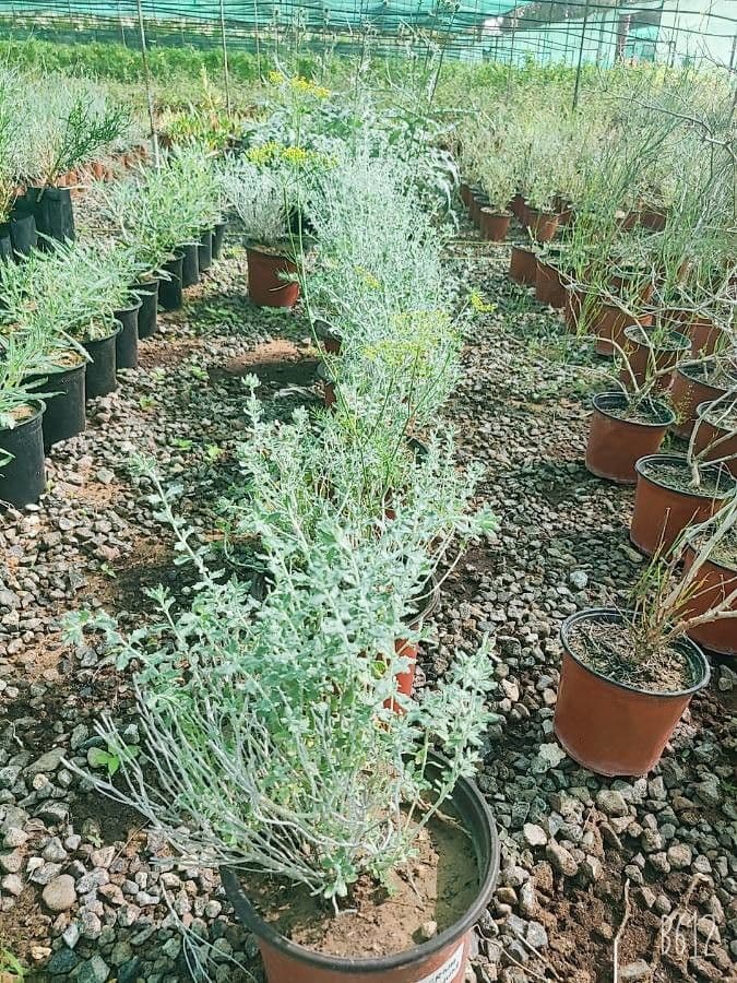 Teucrium 2