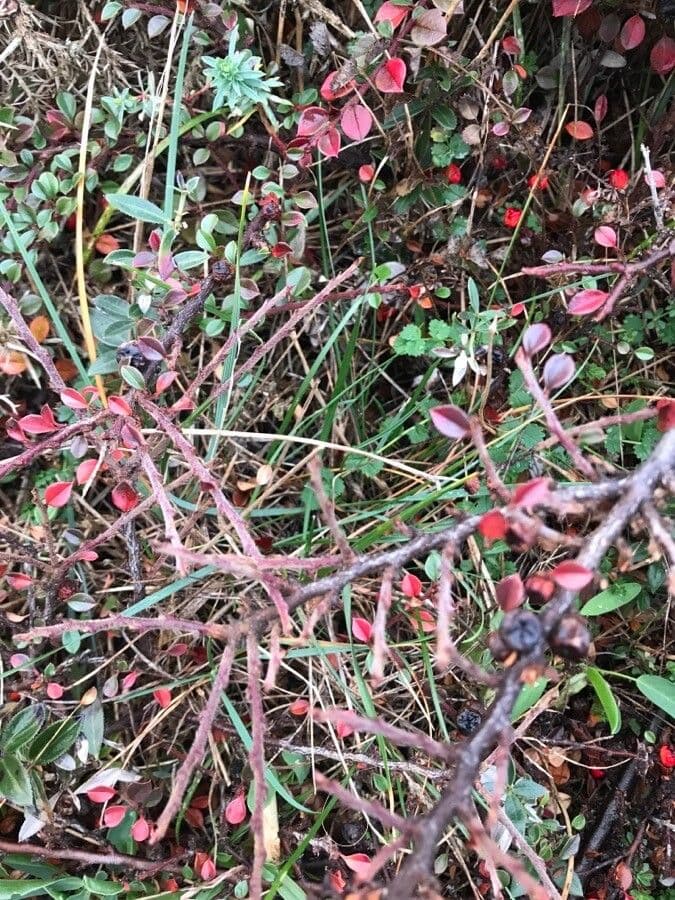 Cotoneaster 12