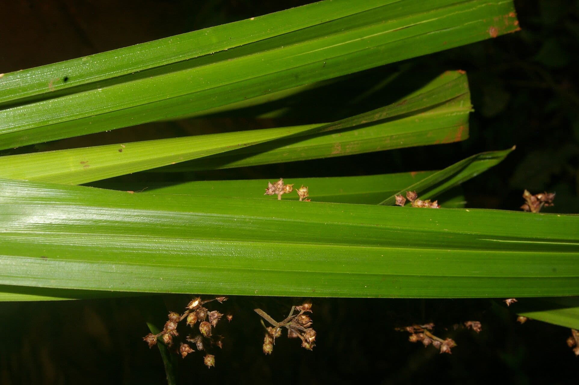 Becquerelia cymosa 12