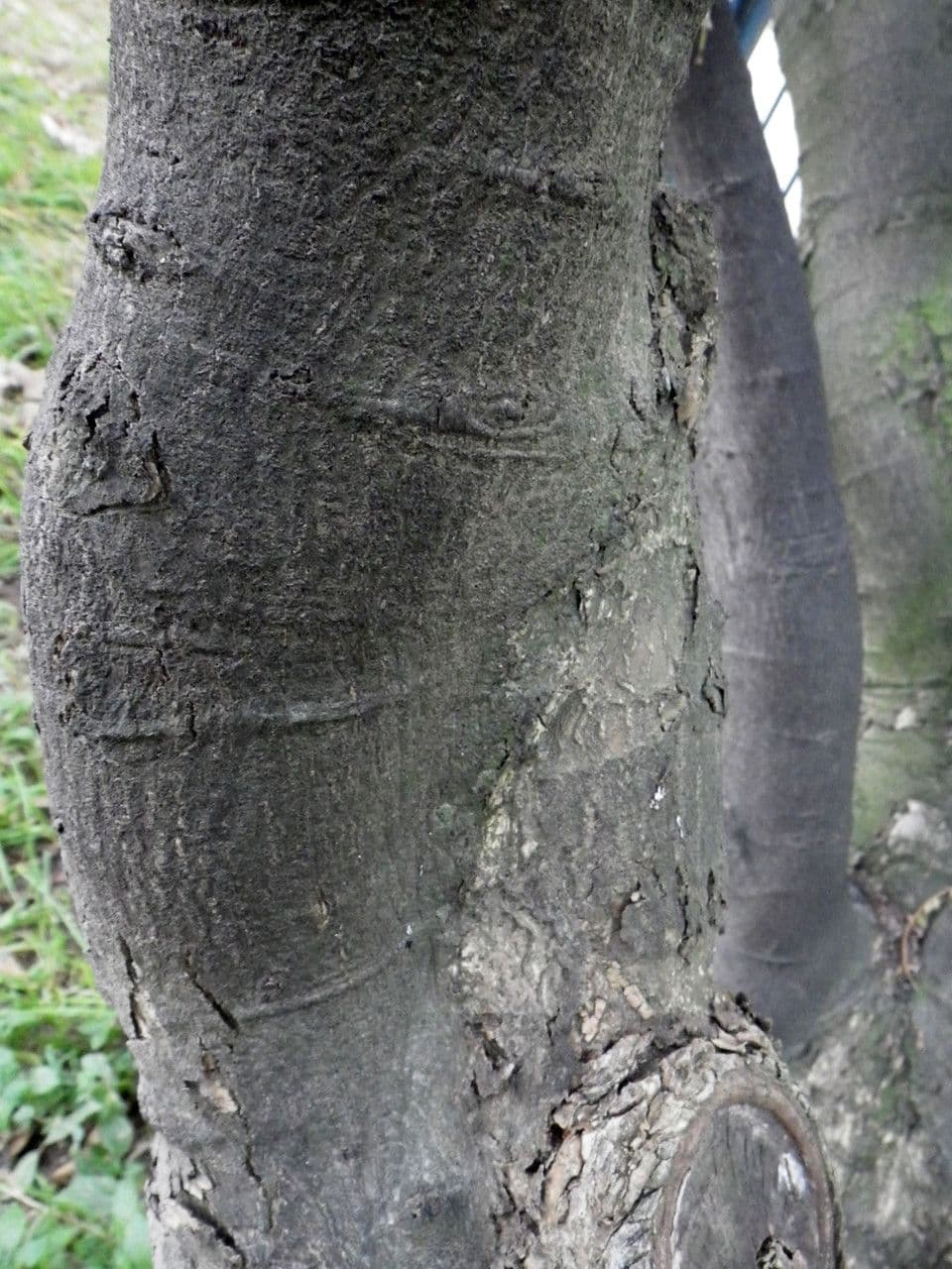 Euonymus myrianthus 18