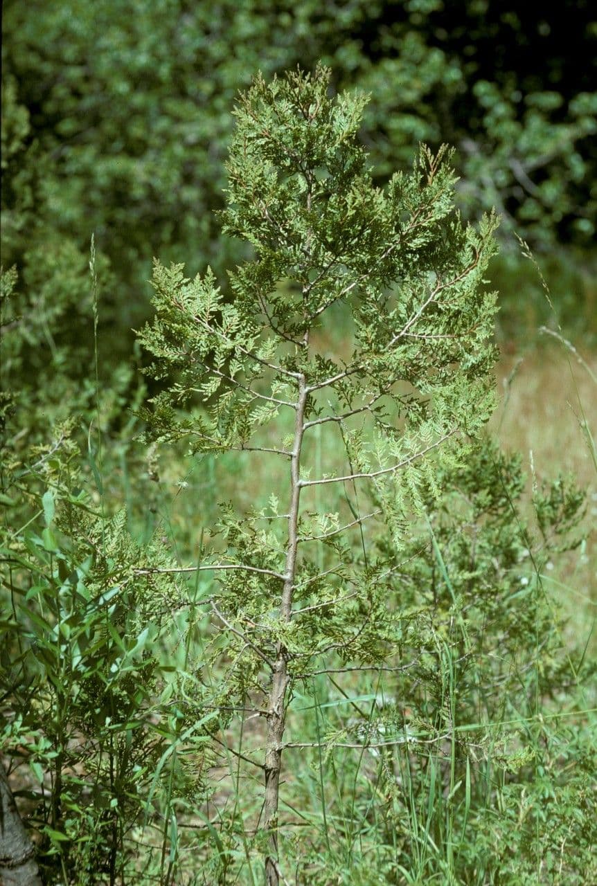 Cedro del Cile 7