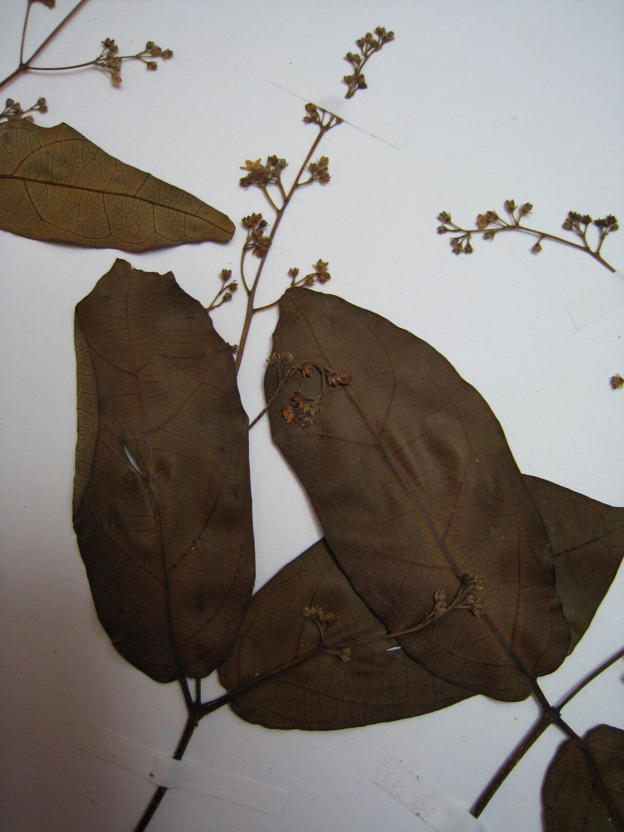 Forsteronia 3