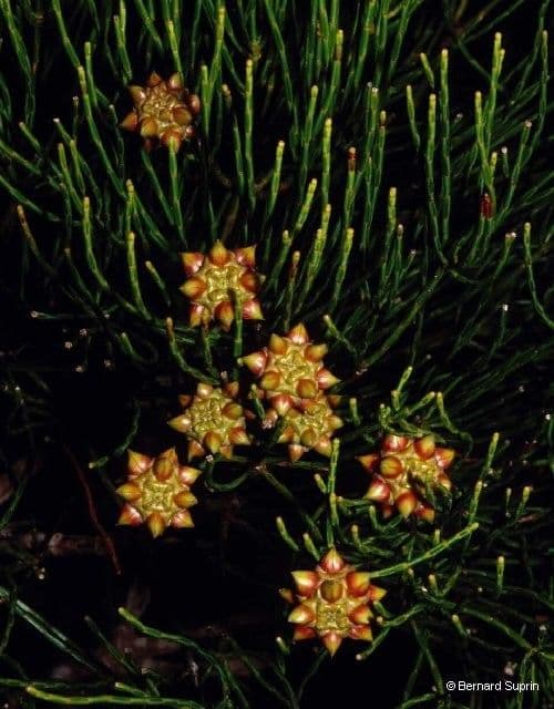 Gymnostoma 4