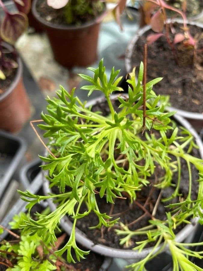 Saxifrage 12