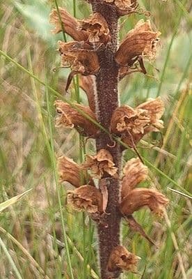 Orobanche amethystea 22