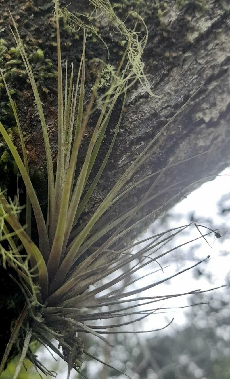 Tillandsia tenuifolia 4