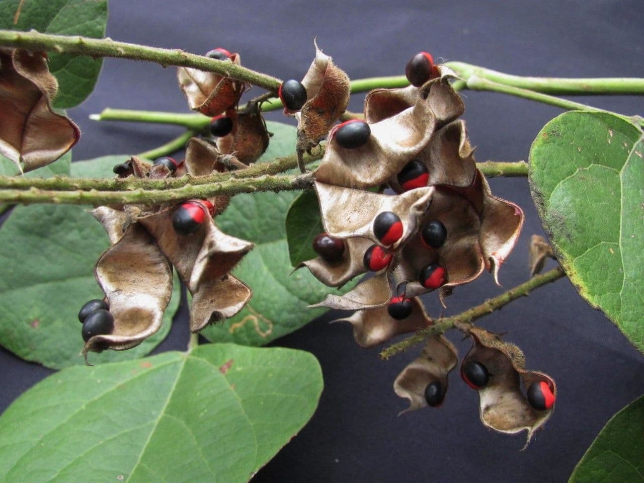 Rhynchosia