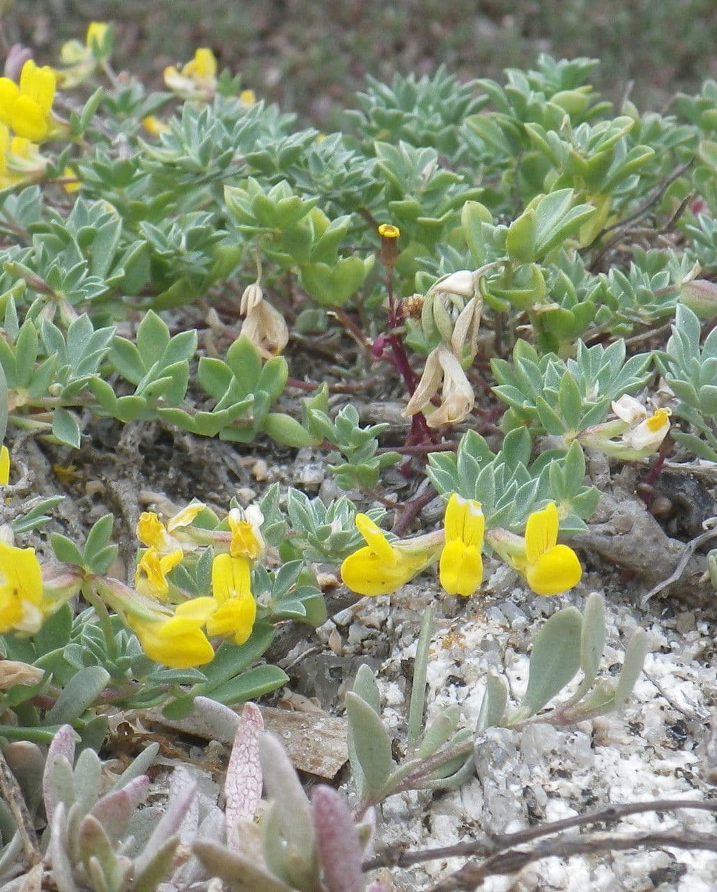Lotus cytisoides 15