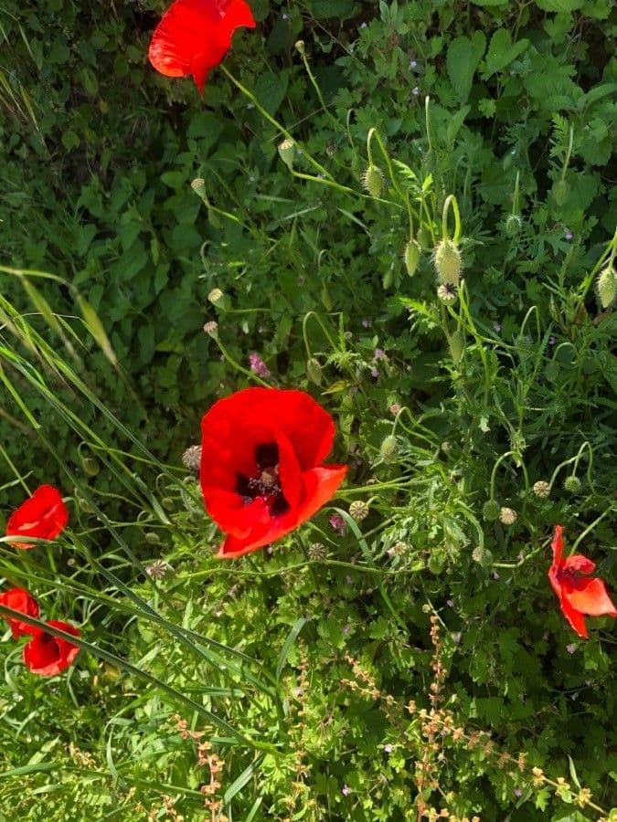 Klatschmohn 14