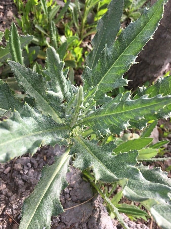 Cardo ondulato 16
