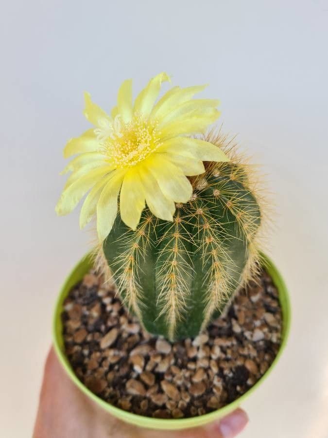 Parodia 19
