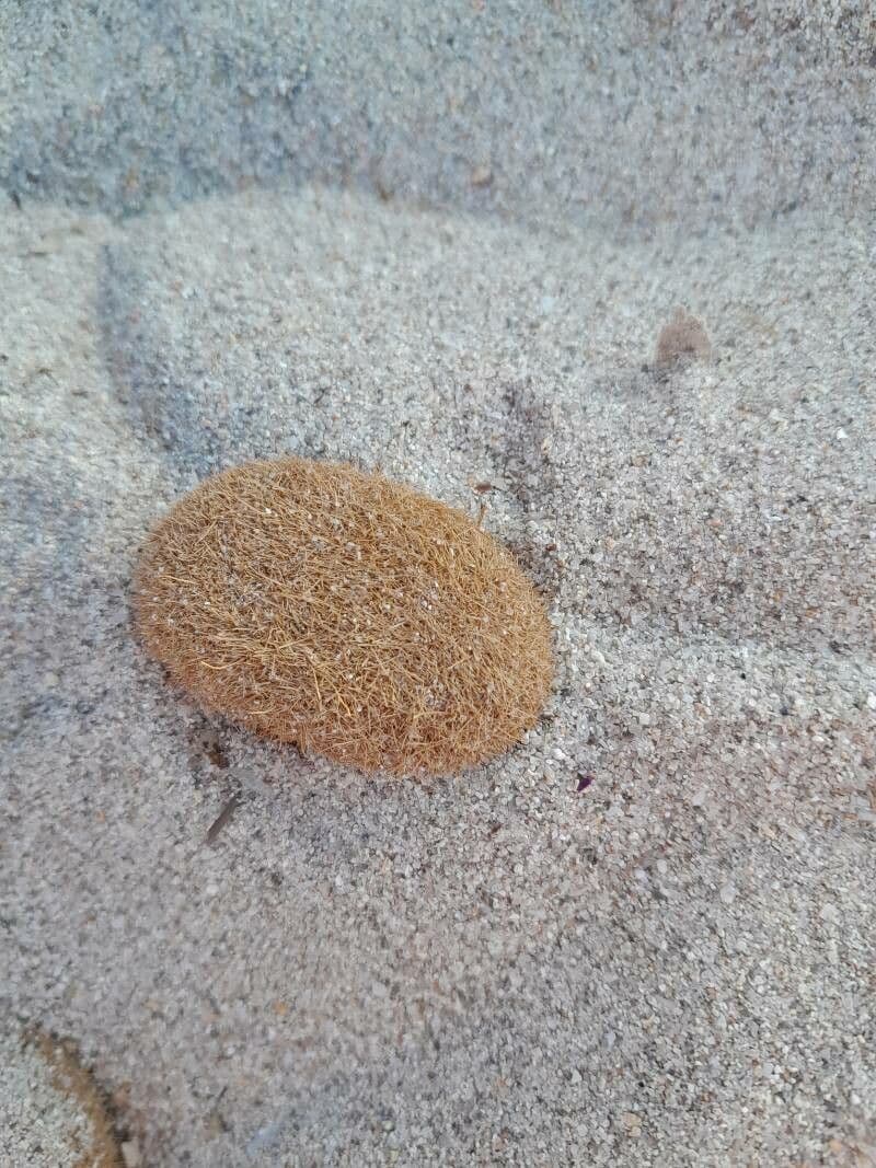 Posidonie mořská 17