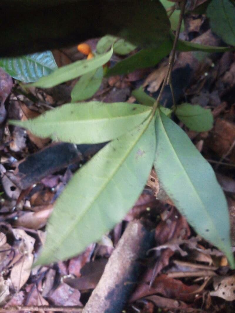 Simaba 8