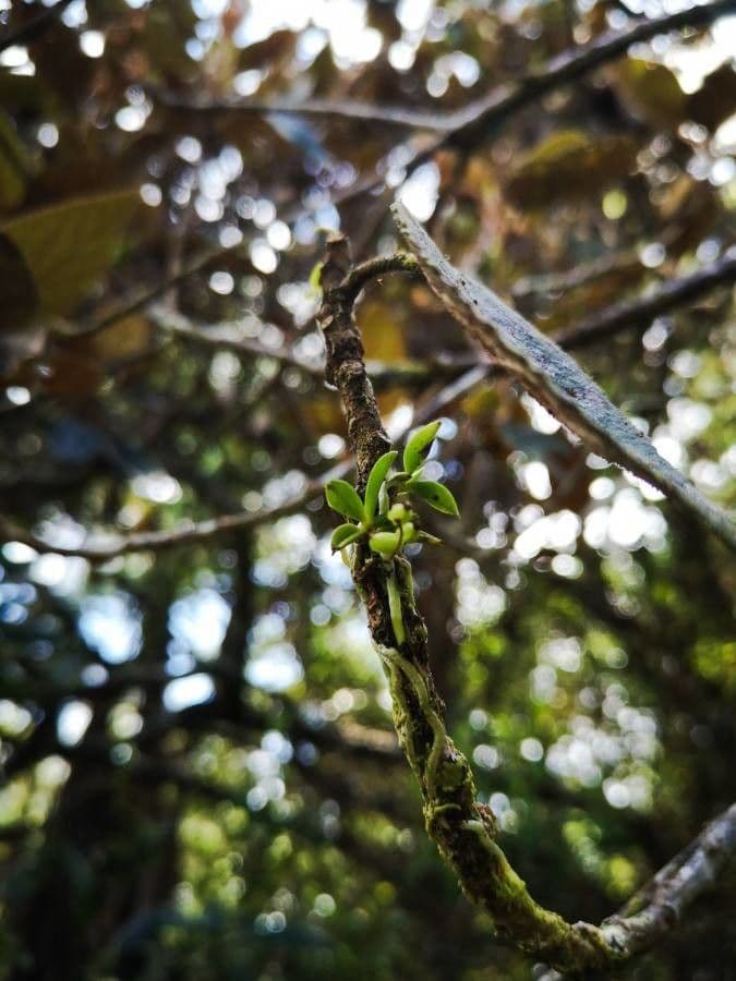 Angraecum snello 4