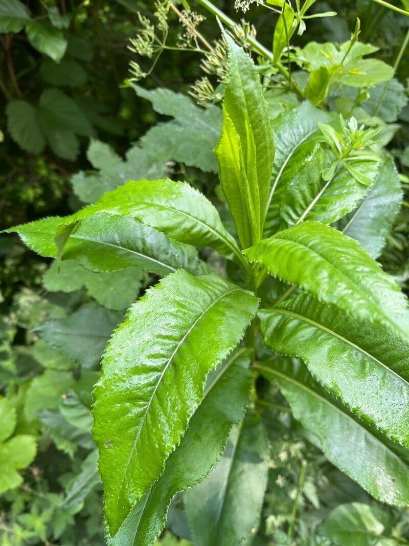 Senecio sarracenico 15