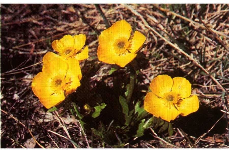 Jaskier Eschscholza 8