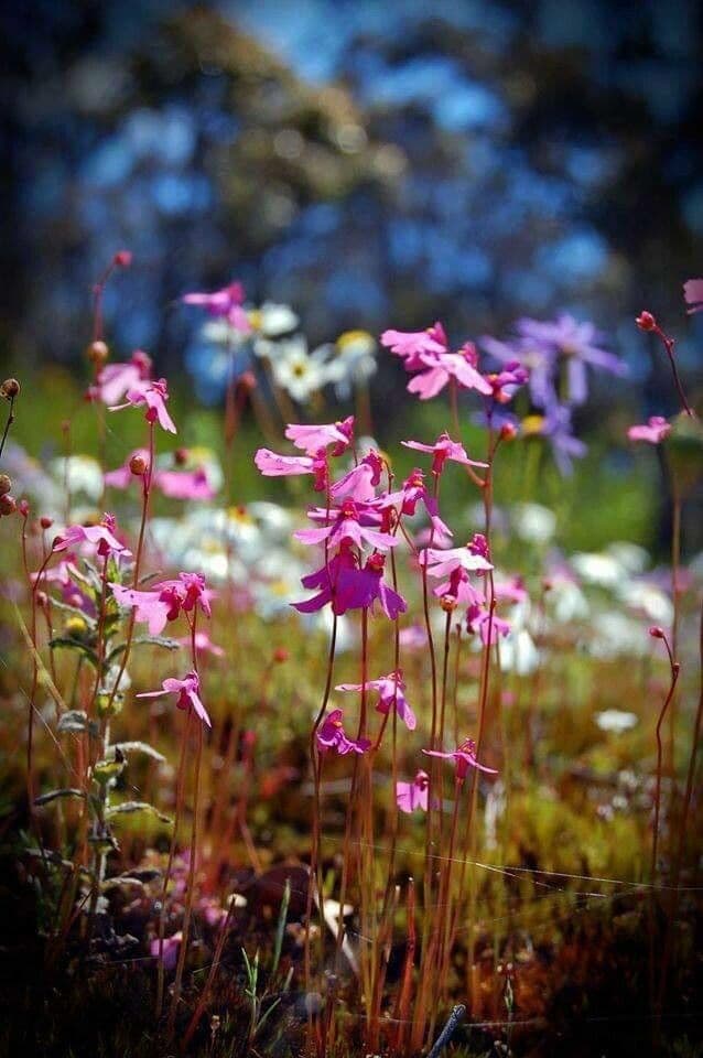 Utricularia multifida