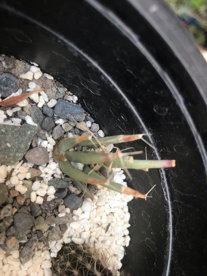 Cactus 8