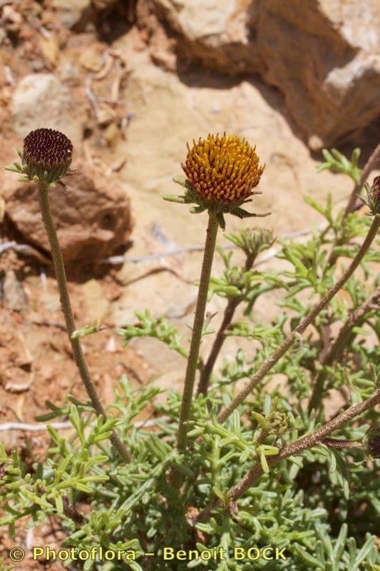 Perralderia 6
