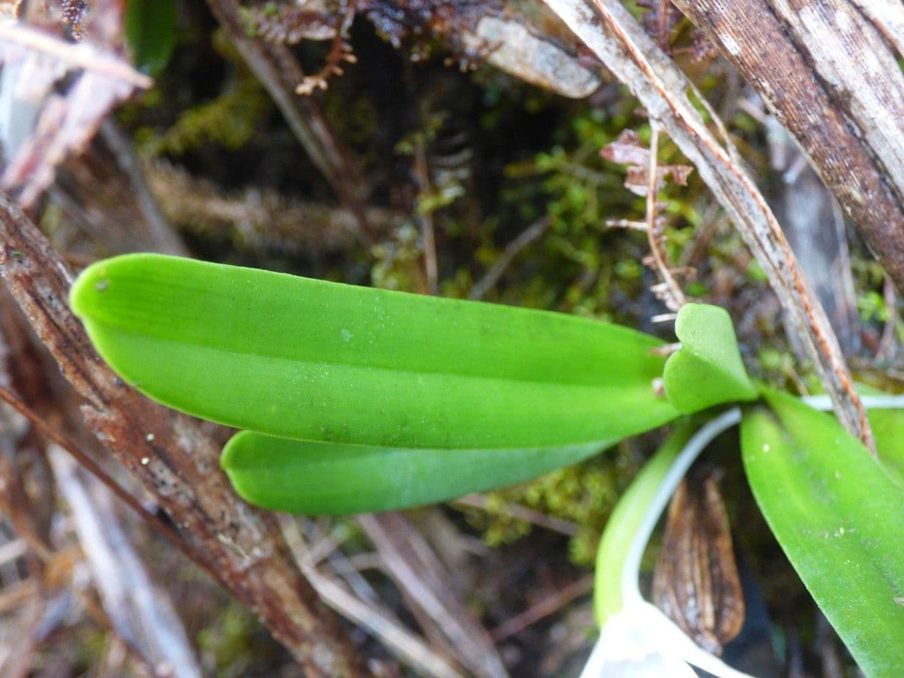 Angraecum 15