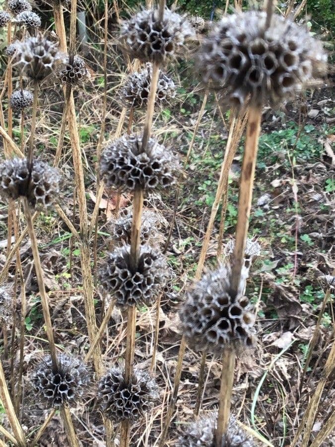 Phlomoides tuberosa