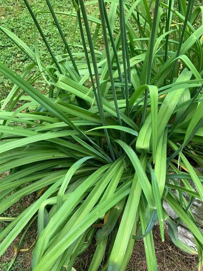 Emerocallide fulva 28