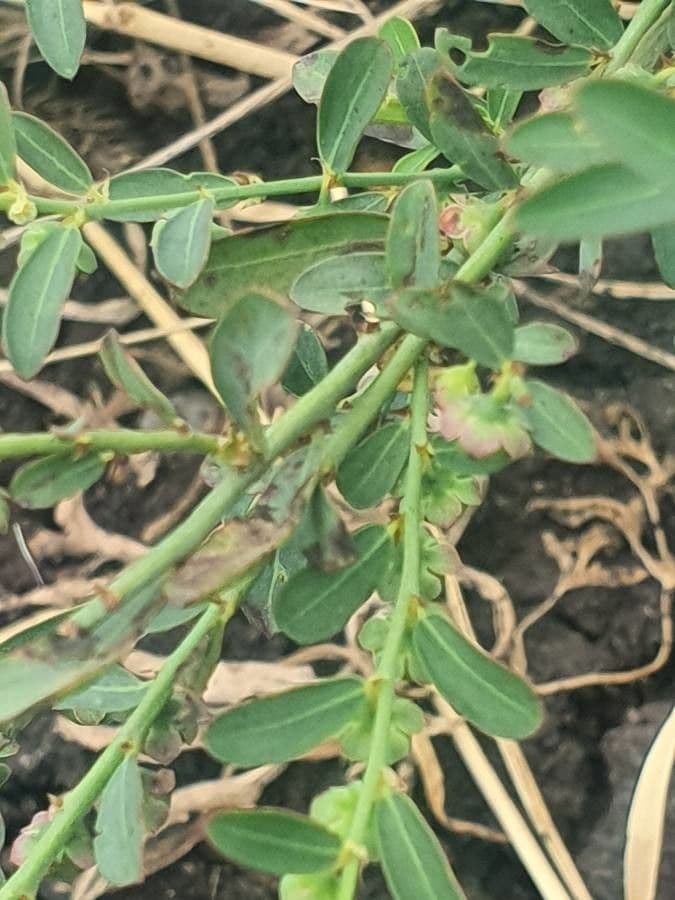 Phyllanthus 5