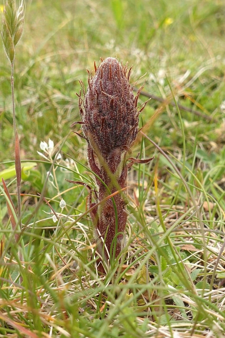 Succiamele minore 13