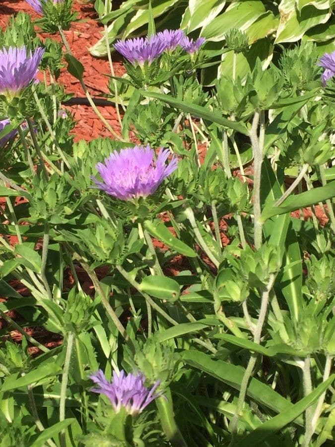 Stokesia laevis 3