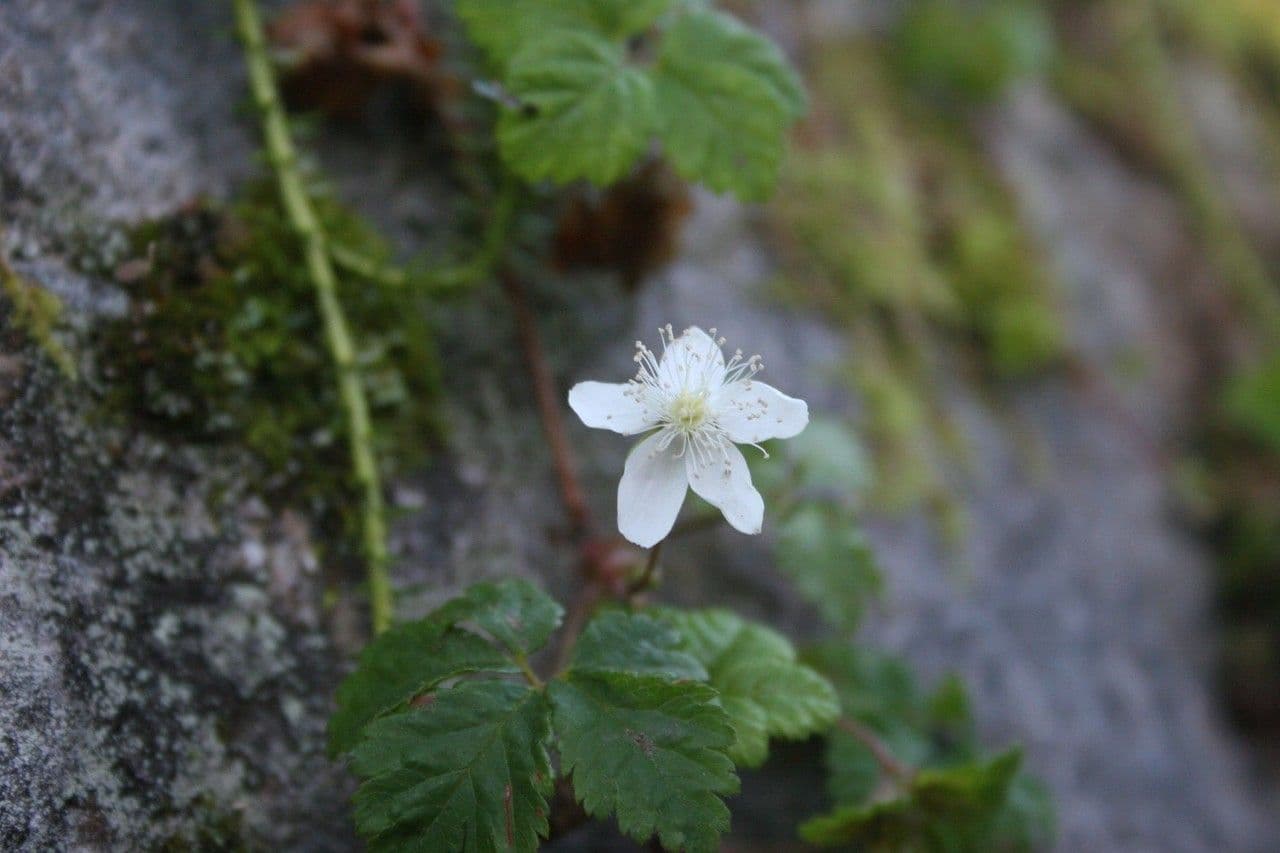 Rovo pedato 15