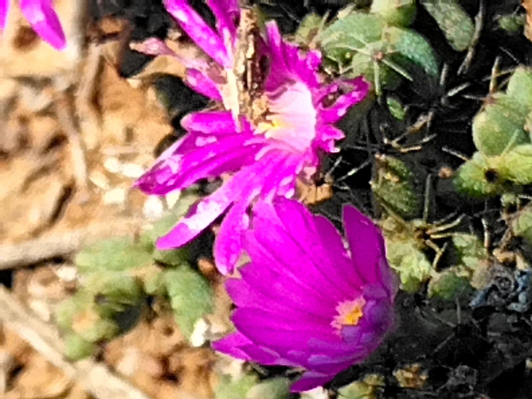 Trichodiadema 2